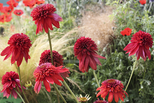 Echinacea Eccentric Mioulane MAP NPM 914377614