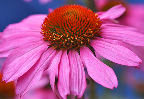 Echinacea Mioulane MAP NPM 719515521