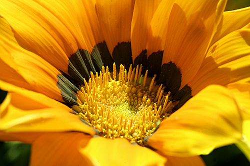 Gazania coeur Mioulane MAP NPM 850402063