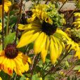 Rudbeckia Mutation IMG 20160819 104713 4