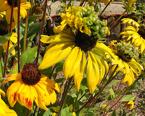 Rudbeckia Mutation IMG 20160819 104713 4