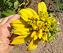 Rudbeckia Mutation IMG 20160819 104758 9