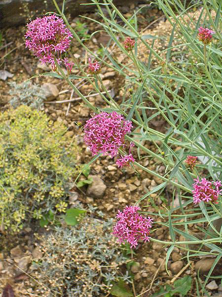 Centranthus angustifolius