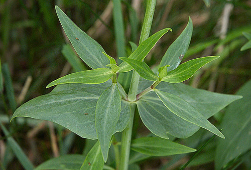 Centranthus ruber feuille