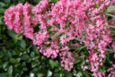 Centranthus vignette Mioulane MAP NPM 080818033