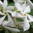 Trachelospermum Vignette Mioulane MAP NPM 080818107