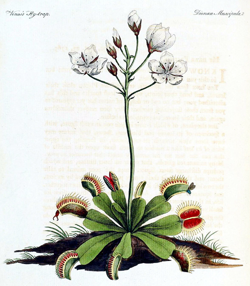 Dionaea muscipula Gravure