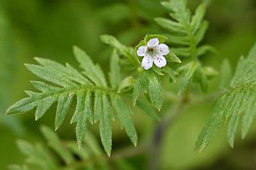 Ellisia nyctelea Boraginaceae Flora