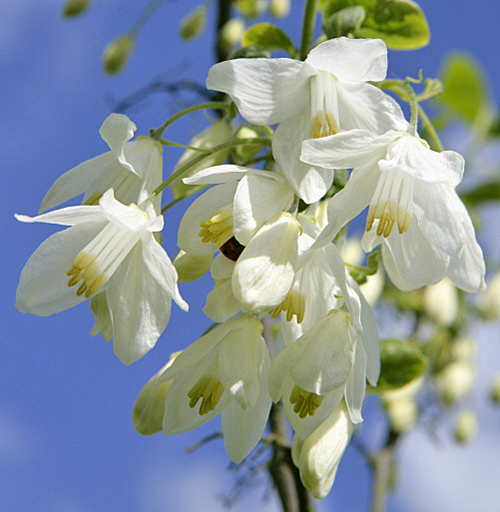 Halesia carolina Mioulane MAP NPM 850387461