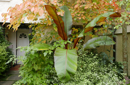 Ensete ventricosum automne Mioulane MAP P1120476