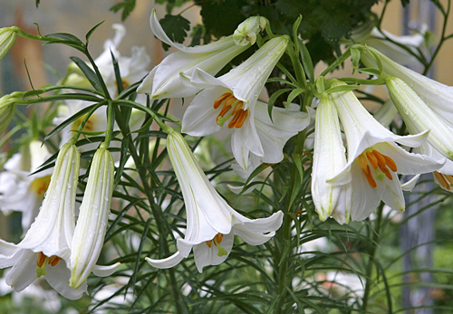 Lilium candidum Mioulane MAP NPM 100531143