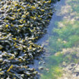 Algue Fucus Mioulane MAP NPM 080116189