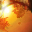 Automne Soleil Flora