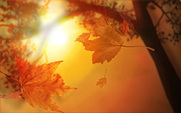 Automne Soleil Flora