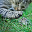 Chat et souris Fauna
