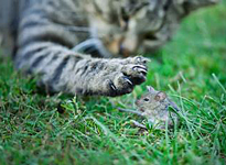 Chat et souris Fauna