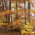 Foret automne MAP ADE GIP0096619