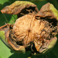 Noix Juglans Mioulane MAP NPM 080302003