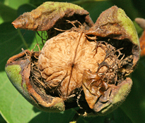 Noix Juglans Mioulane MAP NPM 080302003