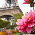 Paris Tour eiffel Dahlia Flora