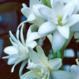 Polianthes tuberosa MAP GIP0013790