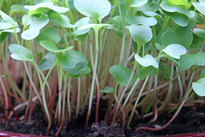 Semis radis Germination Mioulane MAP 9N7B9004