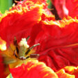 Tulipe Mioulane MAP NPM 850383137