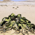 Welwitschia Mioulane MAP NPM GIP0071762