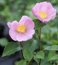 Camellia sansaqua Mioulane MAP NPM GIP0035640