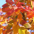 Cotinus Automne Mioulane MAP NPM 719517086