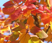 Cotinus Automne Mioulane MAP NPM 719517086