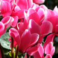 Cyclamen Mioulane MAP NPM 850350263