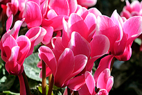 Cyclamen Mioulane MAP NPM 850350263