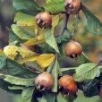Mespilus MAP ADE GIP0103817