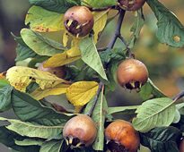 Mespilus MAP ADE GIP0103817