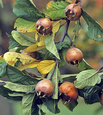 Mespilus MAP ADE GIP0103817