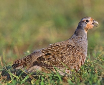 Perdix perdix Marek Szczepanek