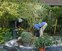 Plantation Masif Arbuste Mioulane MAP NPM 090312515