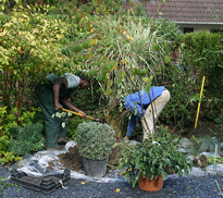 Plantation Masif Arbuste Mioulane MAP NPM 090312515