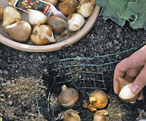 Plantation Tulipe Panier MAP 61011959 FST