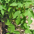 Arbuste Adrets Broussonetia