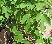 Arbuste Adrets Broussonetia