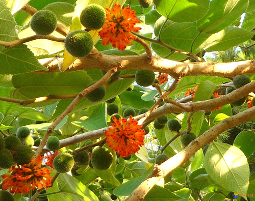 Broussonetia Fruits Visoflora