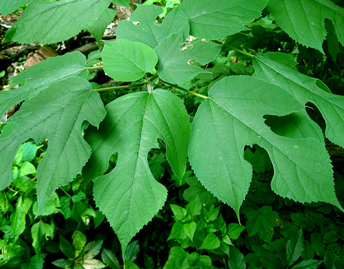 Broussonetia papyrifera Feuillage Flora