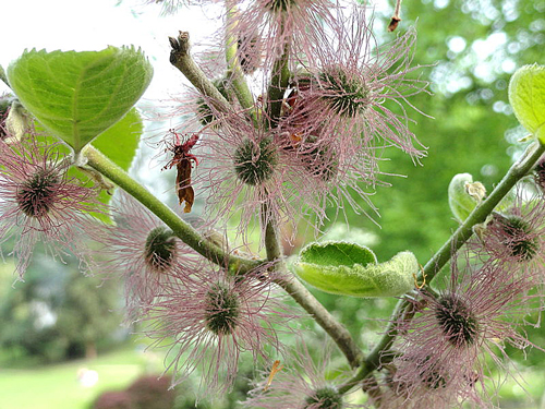 Broussonetia papyrifera Fleur Femelle