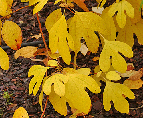 Sassafras albidum MAP 1020 03 MINIER