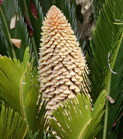 Cycas inflorescence Male