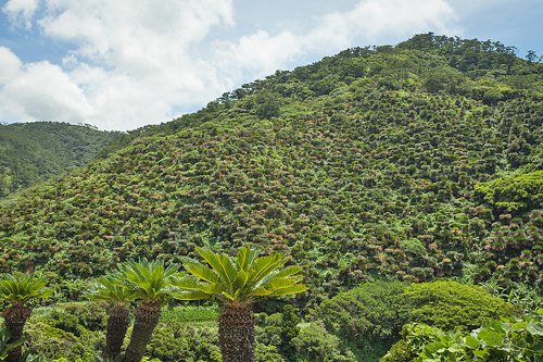 Cycas revoluta Biotope