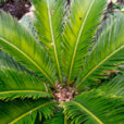 Cycas revoluta Vignette Mioulane MAP NPM 9O140013