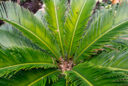 Cycas revoluta Vignette Mioulane MAP NPM 9O140013